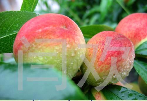 农产品 农副产品 温室 桃 毛桃 油桃 甜油一